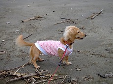 2007_0927RIN0076.JPG - 19,147BYTES