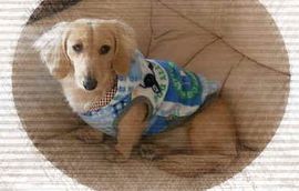 CHAMP01D-2.JPG - 11,284BYTES