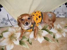 M-HALLLOWEEN.JPG - 16,949BYTES