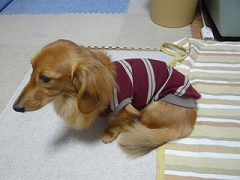 SORA-KUN-1.JPG - 40,708BYTES
